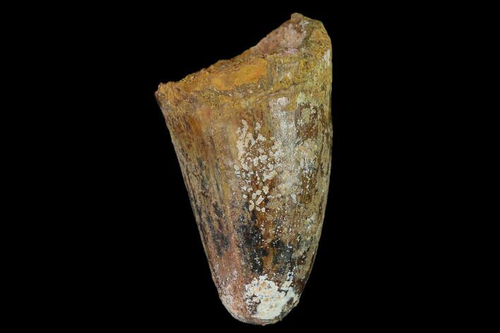 Cretaceous Fossil Crocodile Tooth - Morocco #140568